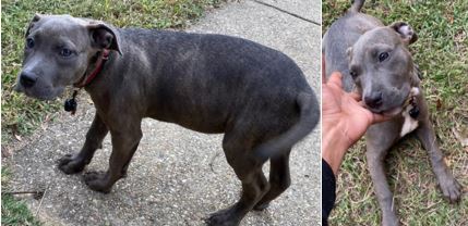 MPD seeks assistance in locating a dog stolen in an Armed Robbery (Gun) offense that occurred on Wednesday, October 12, 2022, in the 4500 block of Polk Street, Northeast.