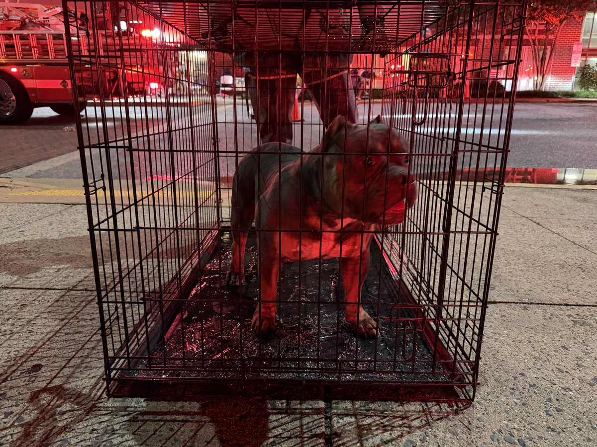 2-Alarm Fire - 4600 Block of Martin Luther King Jr Avenue SW 9 adults, 2 kids, 2 dogs, and one cat are displaced as a result of this fire.  